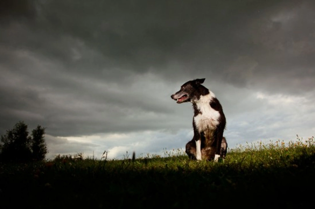 Thunder, Lightning and Pets: Keeping Your Pet Calm in Storms