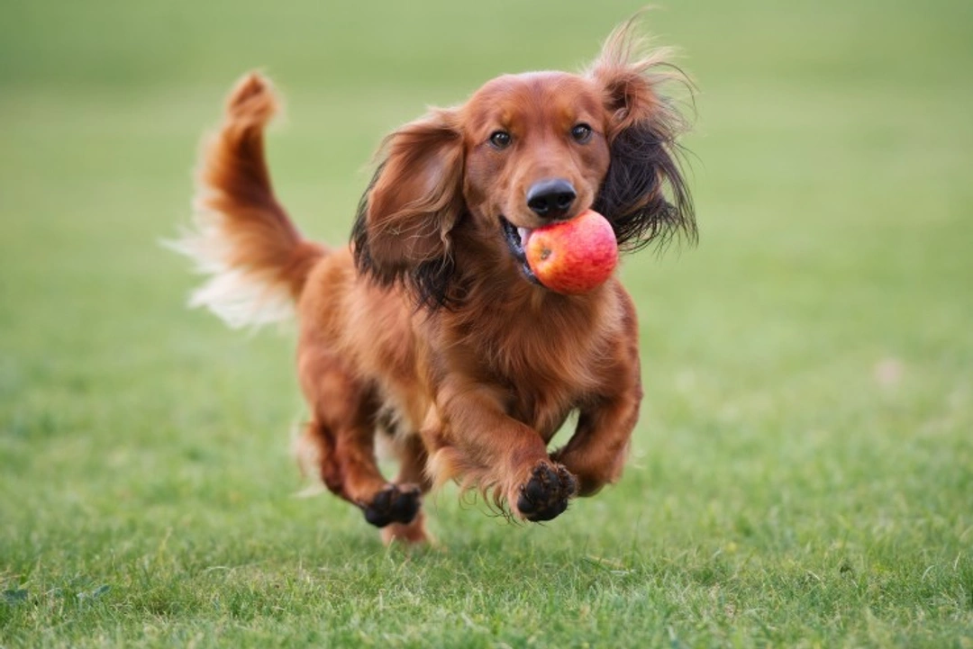 Top 5 New Year’s Resolutions for Your Dog’s Best Year