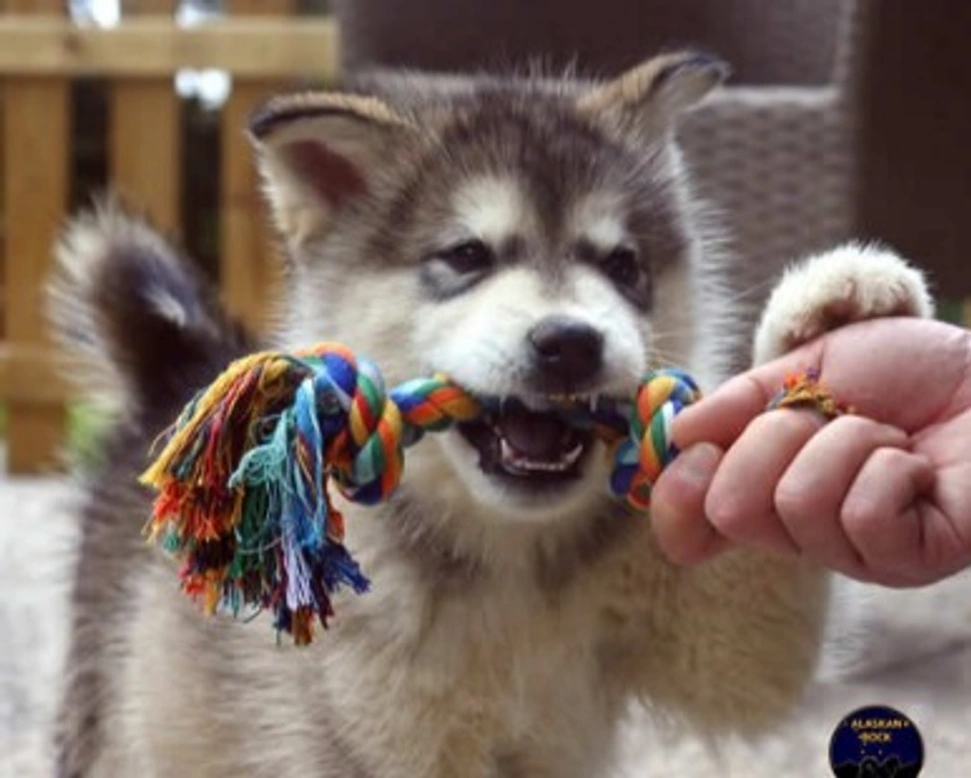 Il cucciolo di Alaskan Malamute e il ruolo dell’educatore - I parte