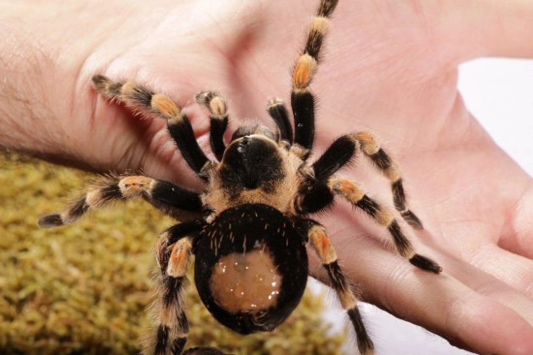 Tarantula health and wellness: Care tips for pet tarantulas