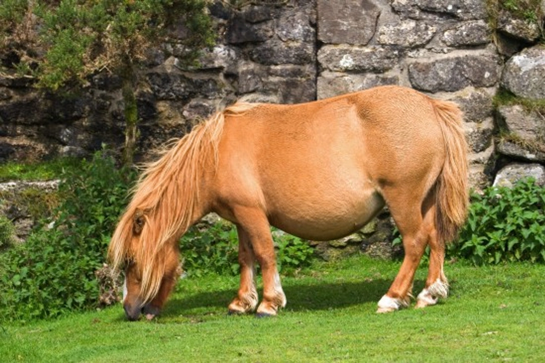 Showing Your Native Pony: Essential Tips for Success