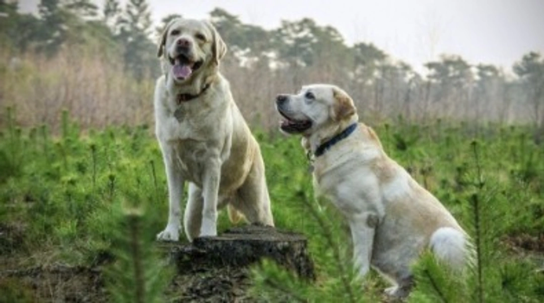 Labrador retriever: in quali colori possiamo trovarlo?