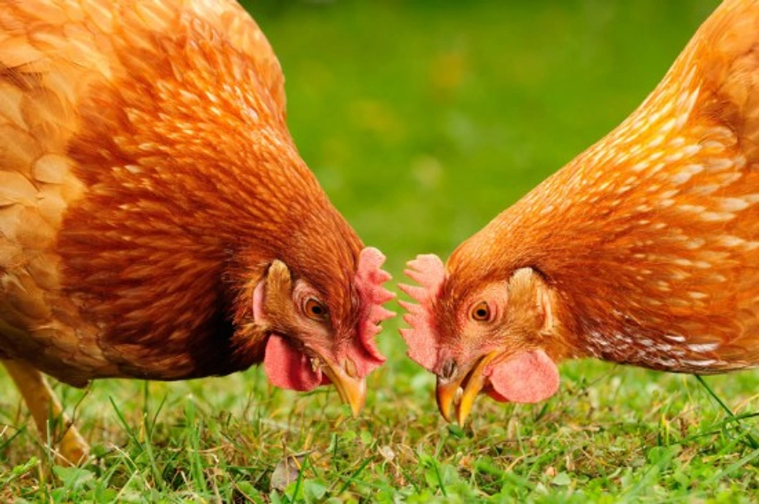 How to Keep Your Hens Healthy: Essential Care Tips