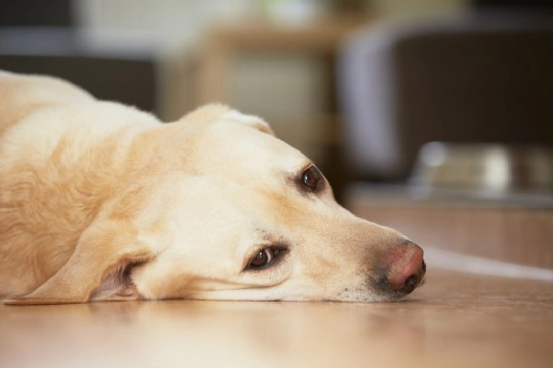 Subtle Symptoms of Ill Health in Dogs: Key Signs to Watch
