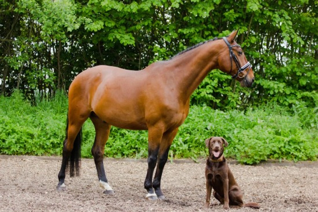 How to Keep Dogs Safe Around Horses on Walks