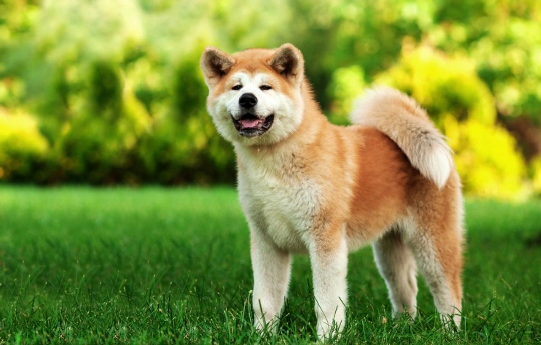 Explore the Large, Loyal Japanese Akita Dog Breed