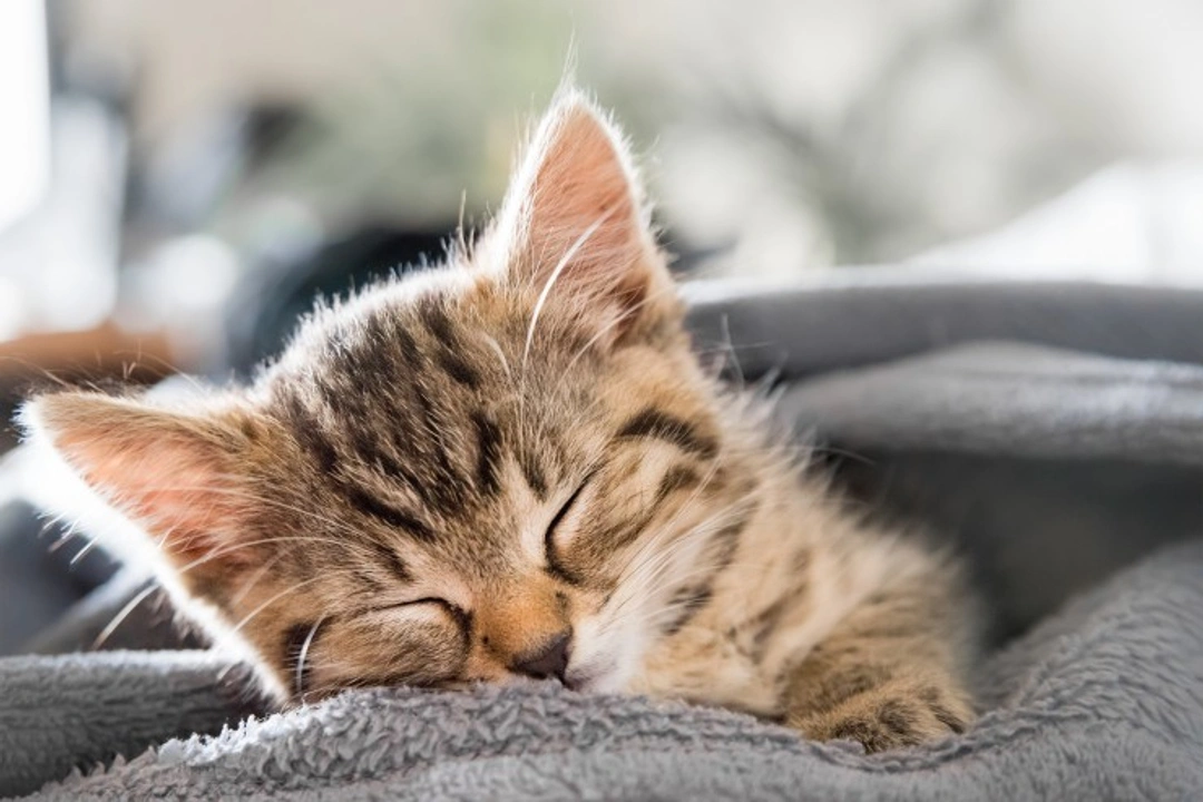 5 Essential FAQs on Training a Kitten Effectively