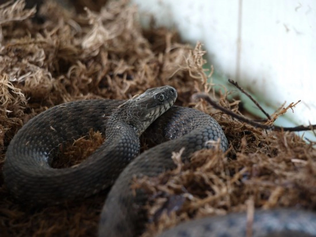 Complete Guide to Cleaning Your Pet Snake’s Enclosure