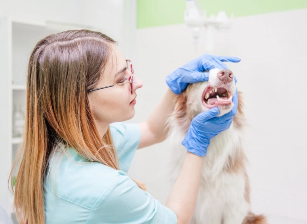 UK Dog Insurance Dental Cover 2025: What’s Covered & How to Choose