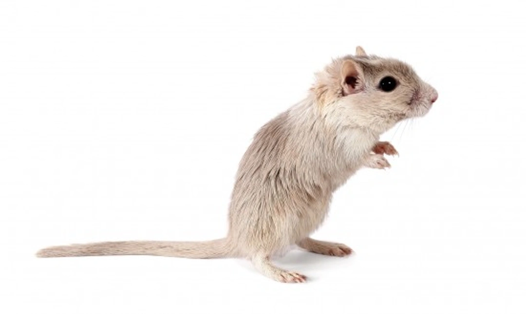 Health Problems Common to Pet Gerbils: Essential Care Guide
