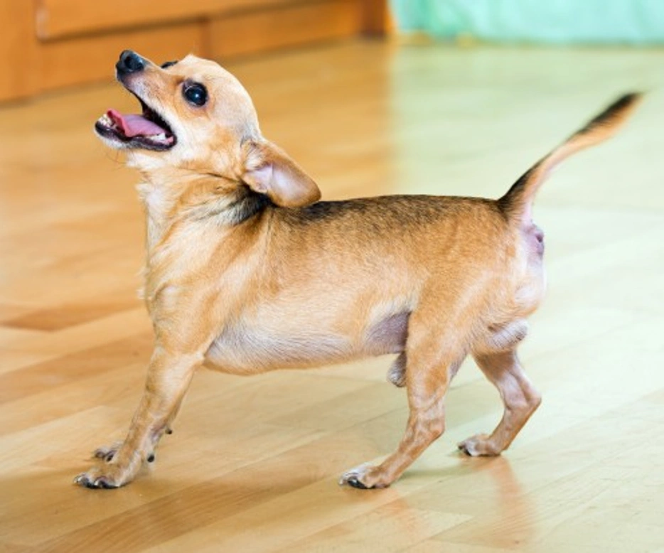 How to Deal with Two Common Barking Problems Effectively