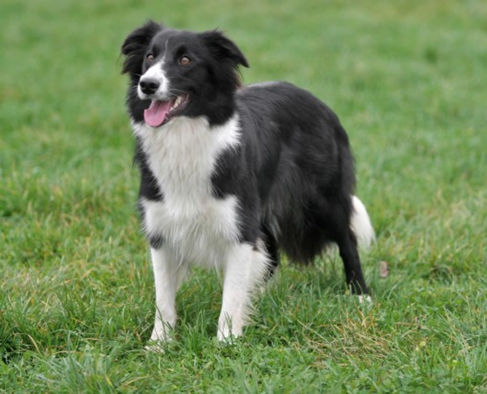 Border Collie vs Australian Cattle Dog: Key Similarities & Differences
