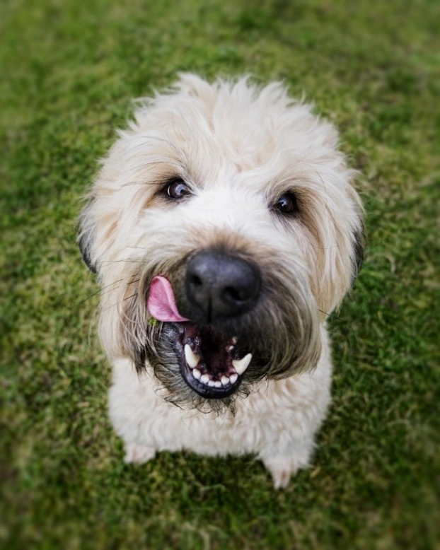 Receta casera para tu perro: Arroz con pollo