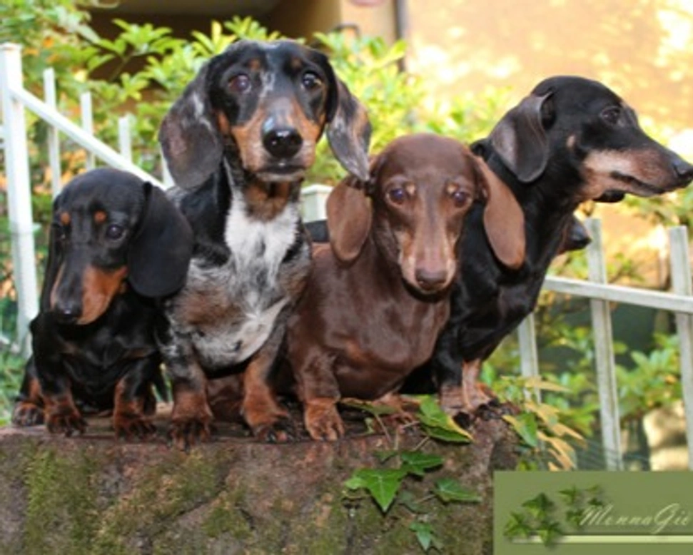 Il Bassotto, una realtà di affezione e simpatia