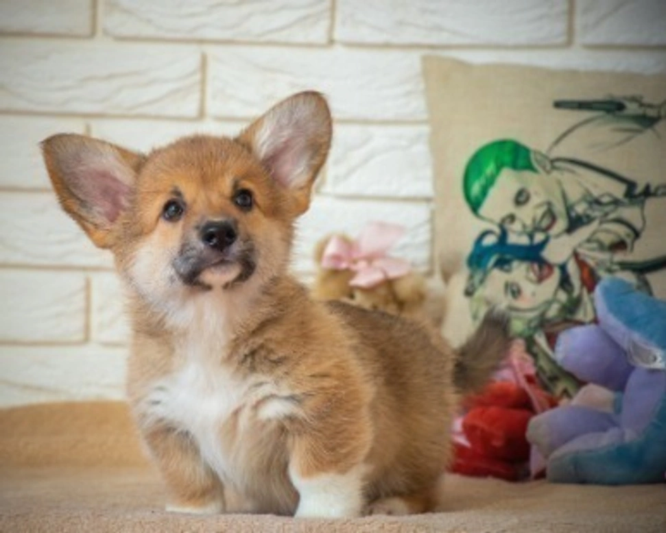 Corso per allevatori - Come allevare cani in Italia