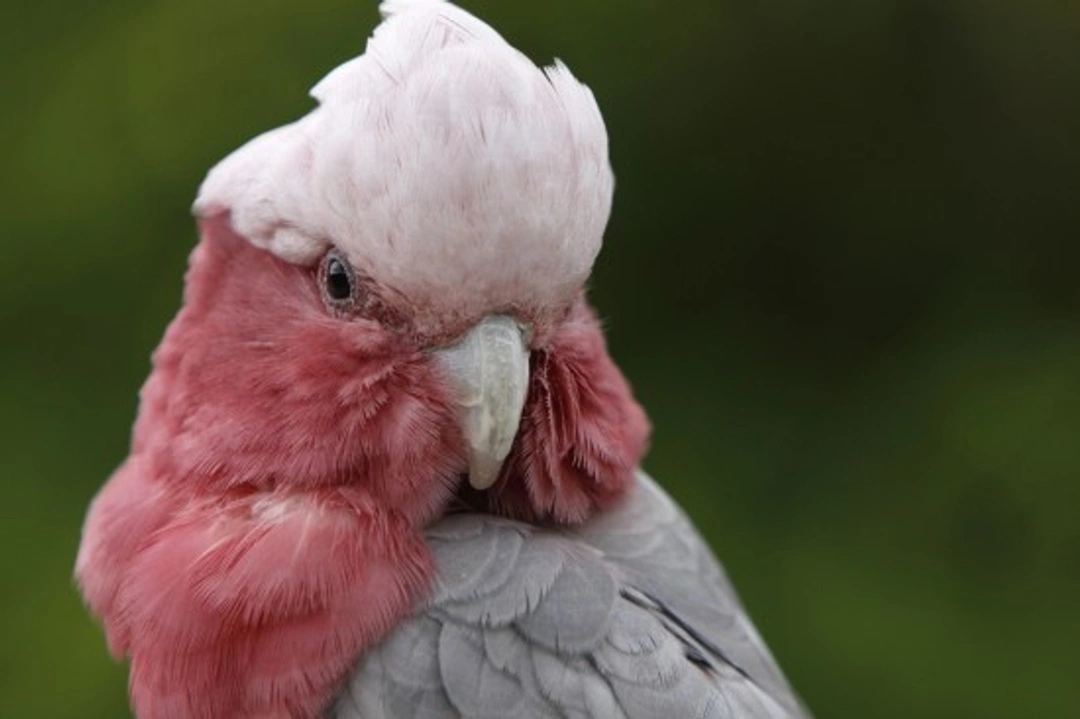 Galah Cockatoo Care Guide: Traits, Feeding & Breeding