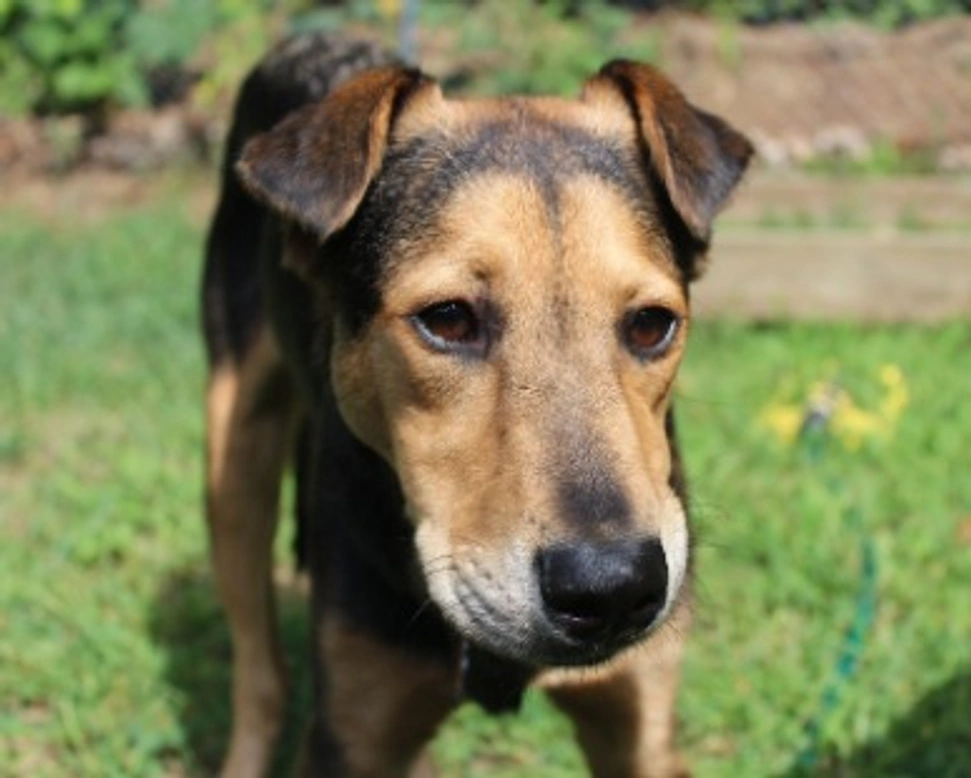 Associazioni animali: Milano Zoofila Onlus