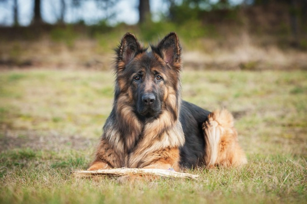 Understanding Polycythemia in Dogs: Causes, Symptoms & Treatment