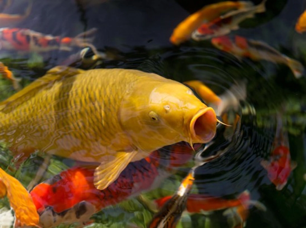 Complete Guide to Caring for Koi Carp in Your Pond