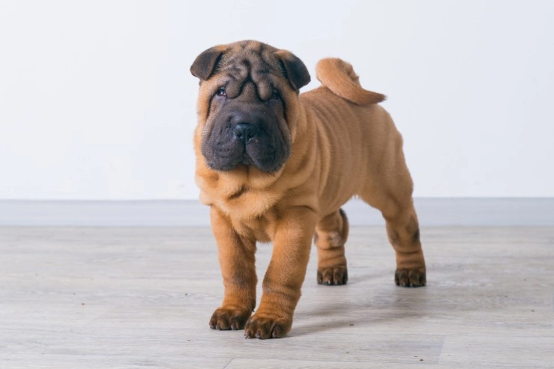 Tight Lip Syndrome in Chinese Shar Pei Puppies: Causes & Treatment