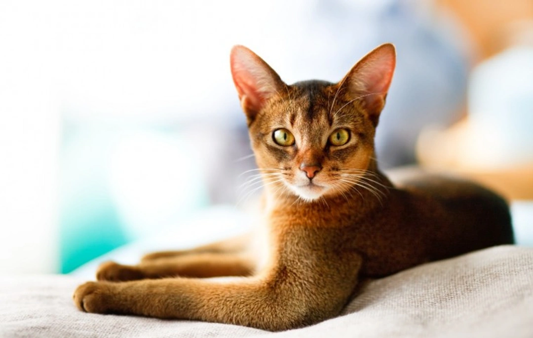 9 Cat Behaviours and How Humans Should Respond