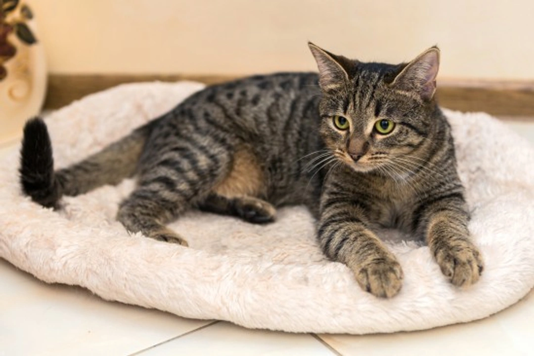 Tabby Cat Colour and Pattern Genetics Explained