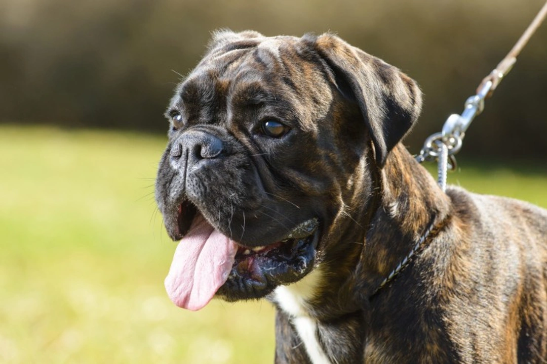 Hypothyroidism in Dogs: Causes, Symptoms & Treatment