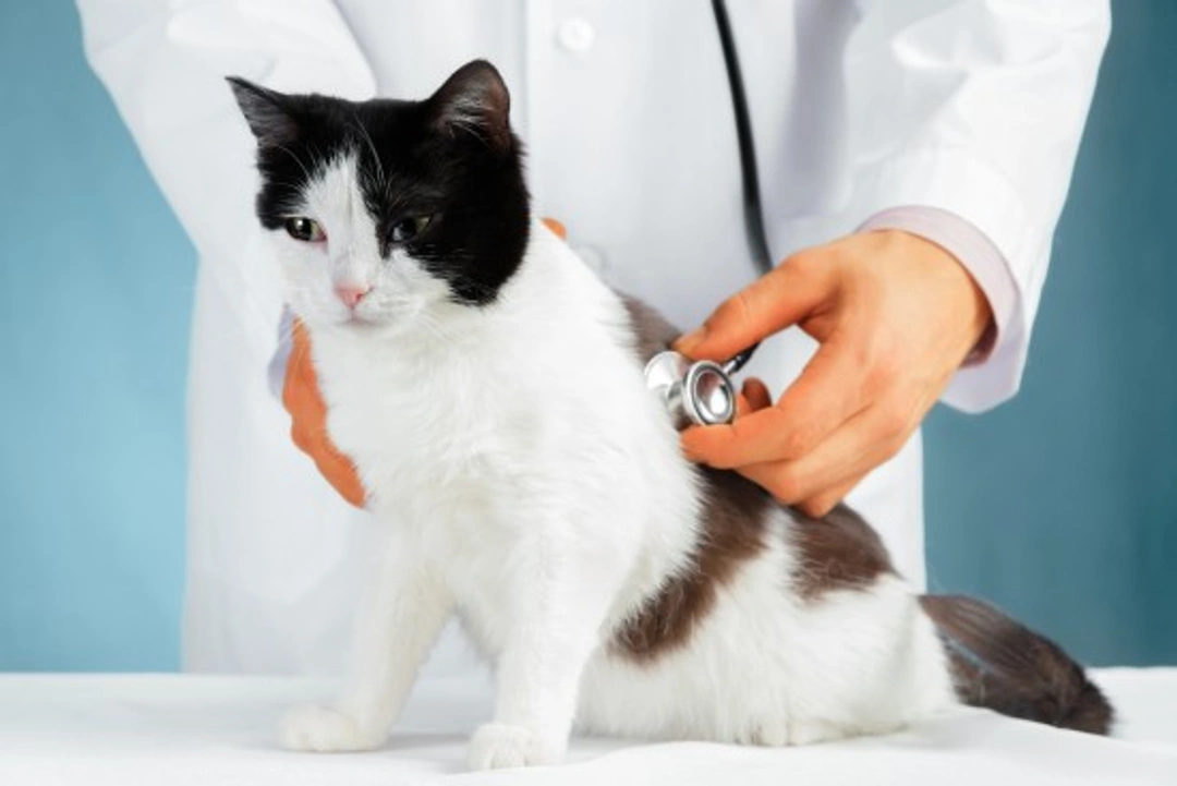 Feline Coronavirus in Cats: Causes, Symptoms & Prevention