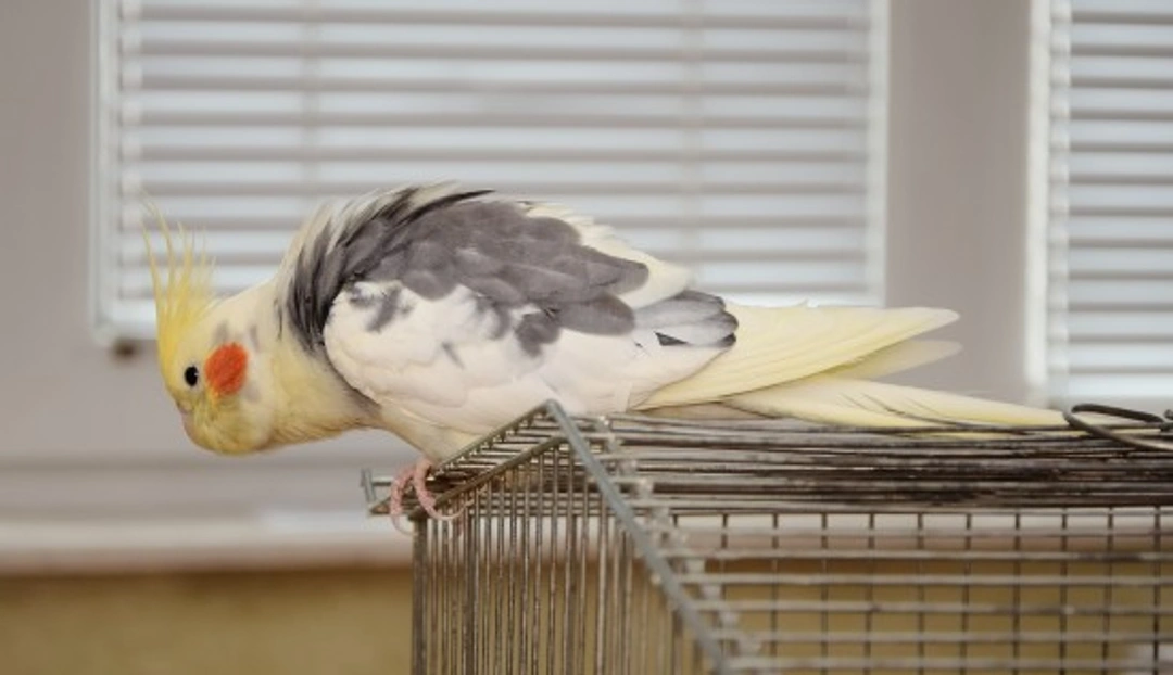 How to Keep Pet Birds Safe in Your Home