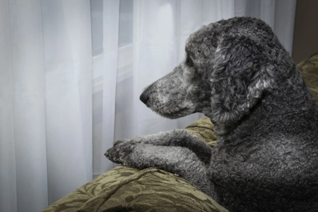 Four reasons why your postman can drive your dog wild