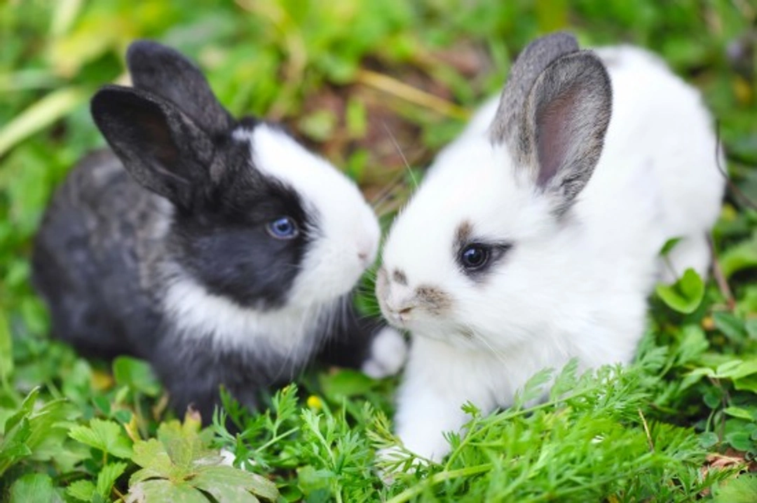 Different Methods of Rabbit Communication Explained