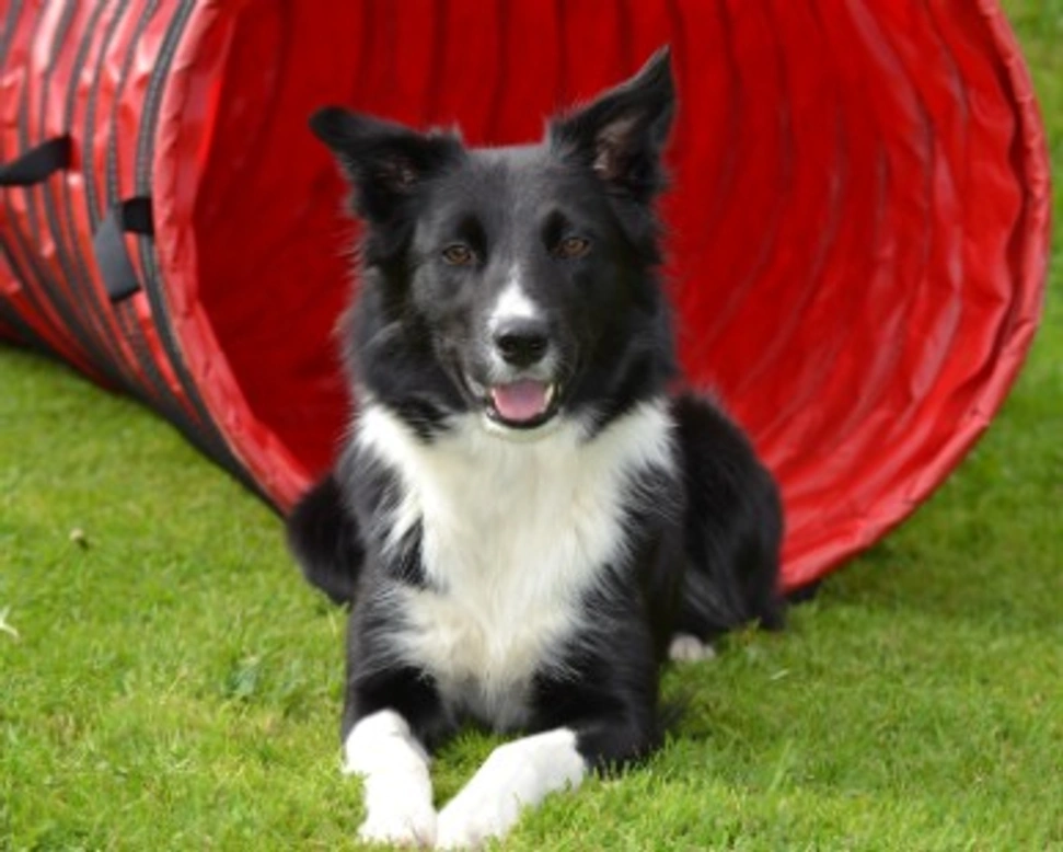 Giochi per cani e di intelligenza per il tuo Cane