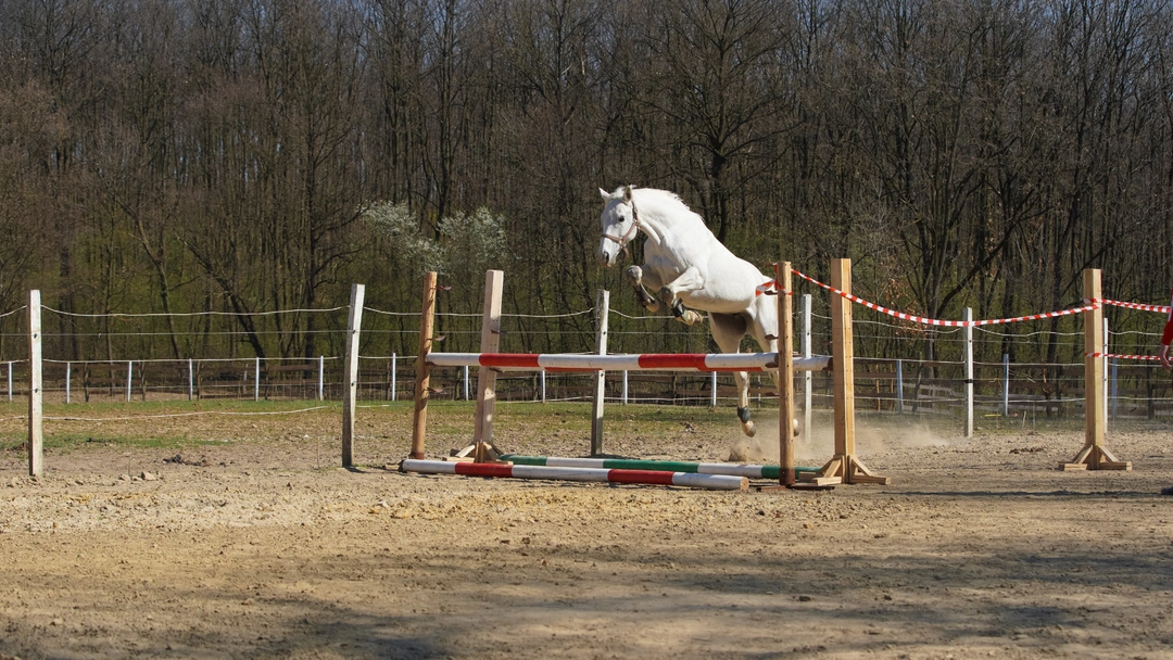 Löshoppning med häst – hur långt ska det vara mellan hindren?
