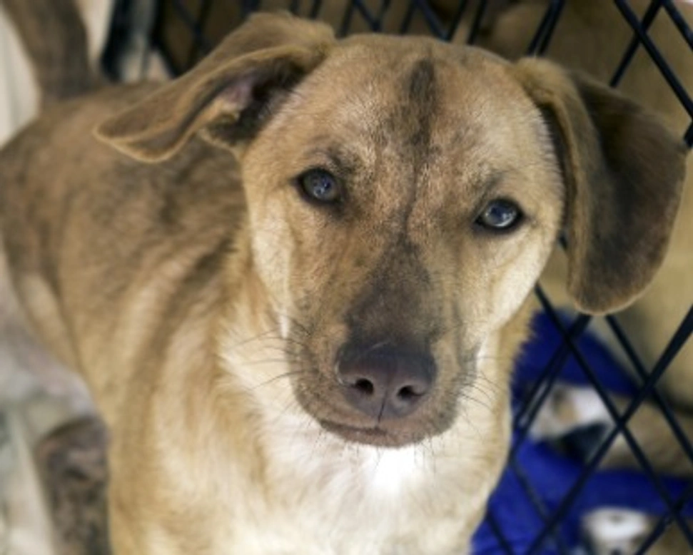 E' possibile adottare un cane randagio in Italia? Se sì, come?