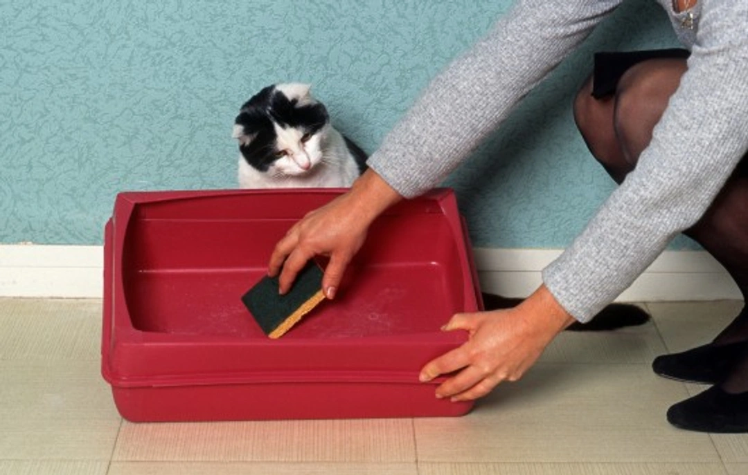 Common Reasons Cats Refuse to Use Their Litter Tray