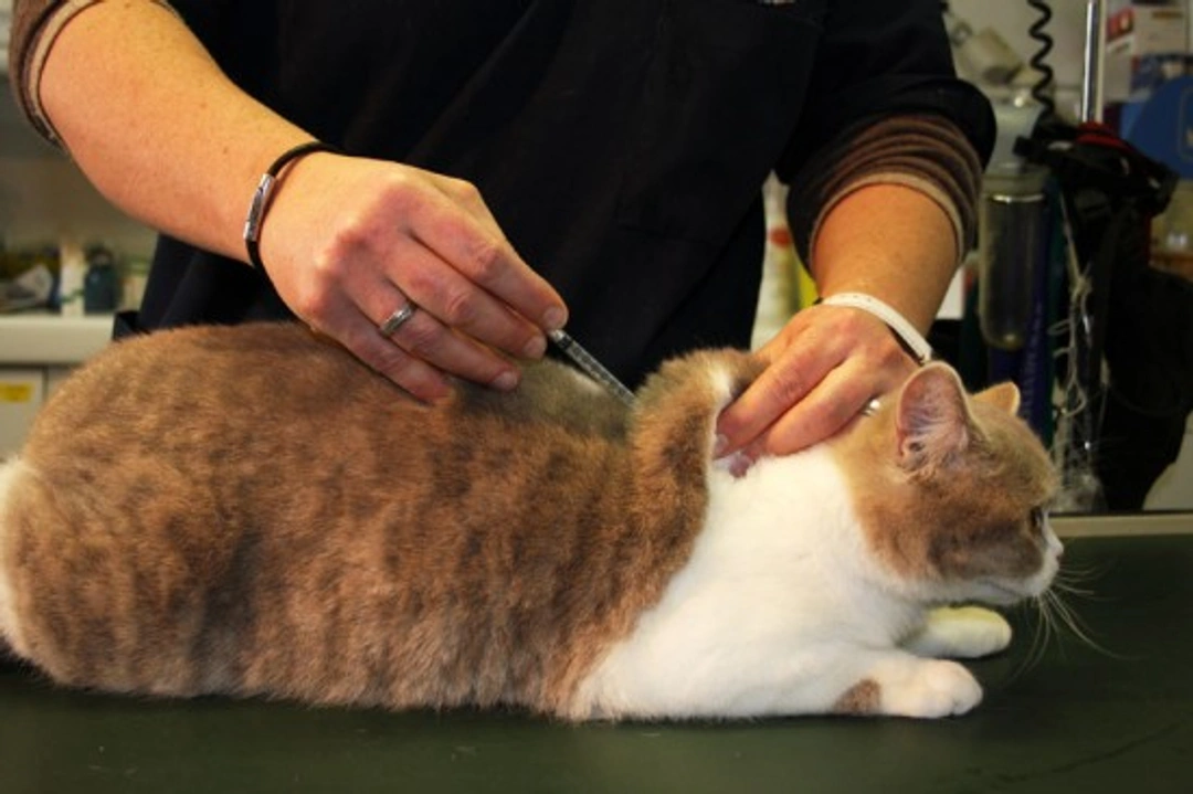 Guía completa para vacunar a tu gato para toda la vida