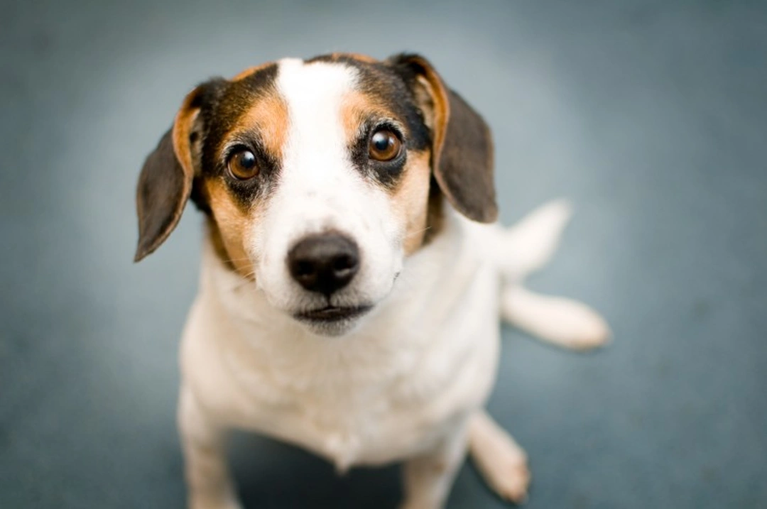 11 Essential Tips for Choosing a Healthy New Puppy