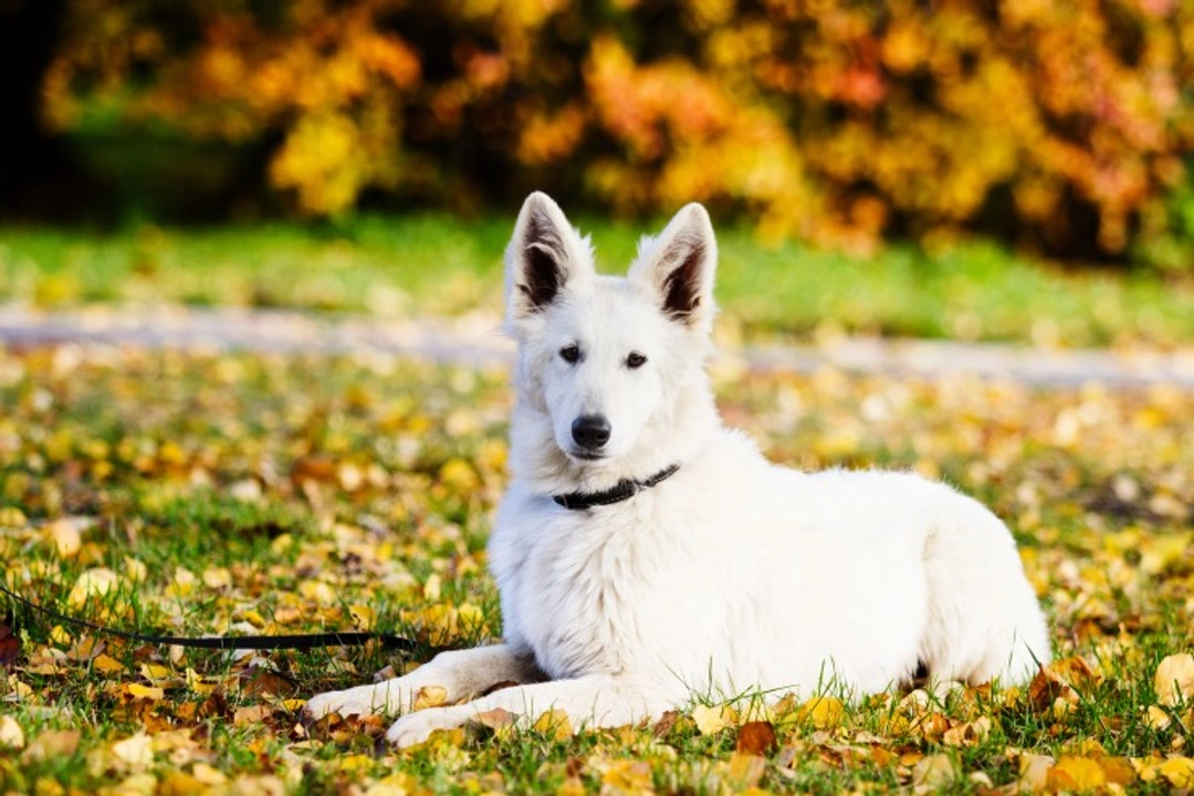 Dogs and Fall Allergies: Causes, Symptoms & Care