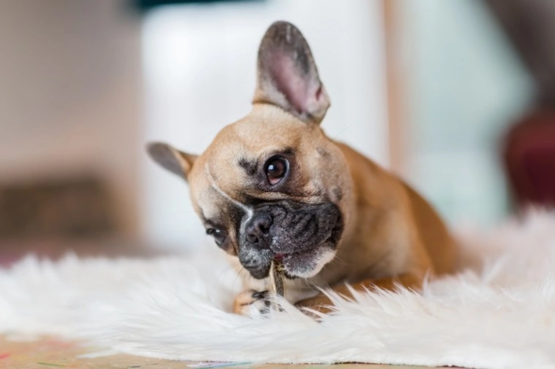 How to keep your French bulldog happy in 2025 UK