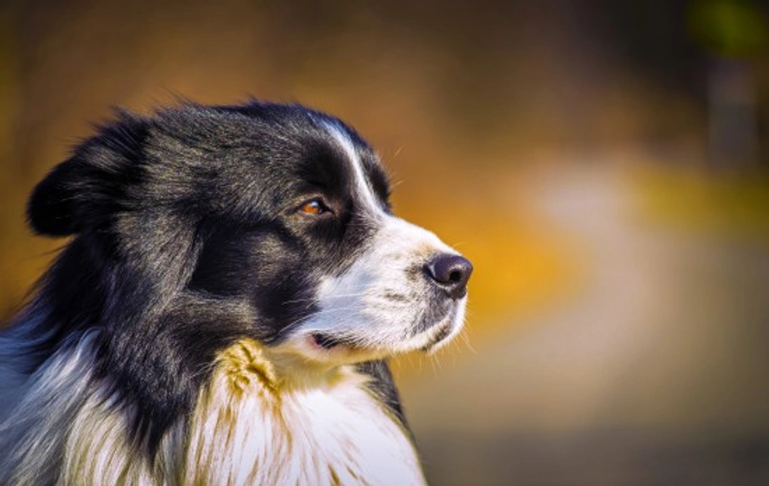 Systemic Lupus Erythematosus in Dogs: Causes, Symptoms & Treatment