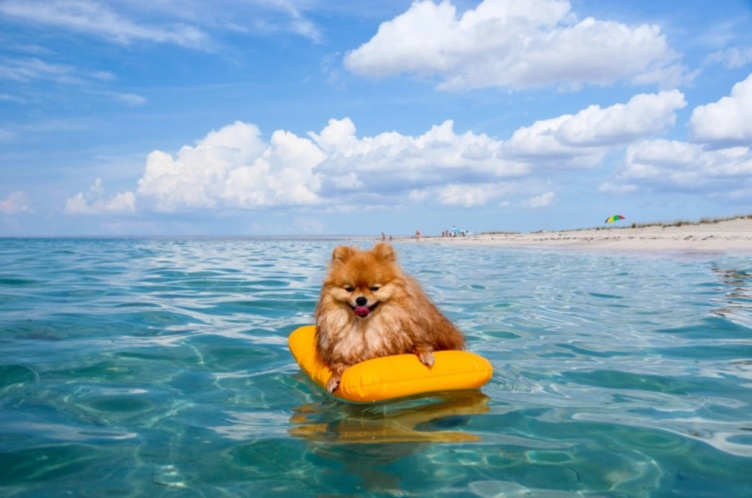 Safe Swimming: 9 Essential Steps to Introduce Pomeranian Puppies in UK