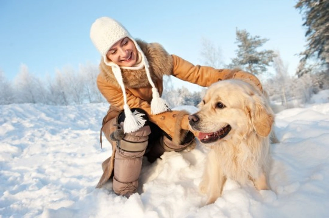 Enjoying the snow safely with your dog: Top UK tips