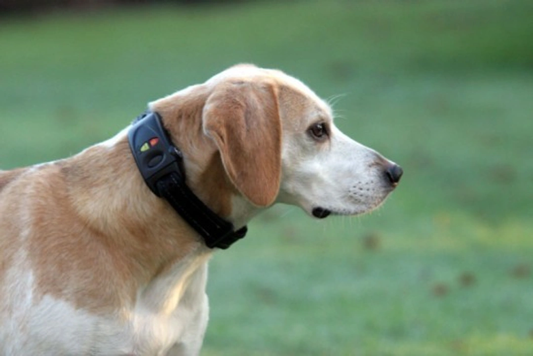 High Tech Pets: Essential Gadgets to Improve Pet Care