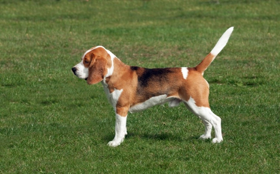 How to Easily Calculate Your Dog’s Body Condition Score