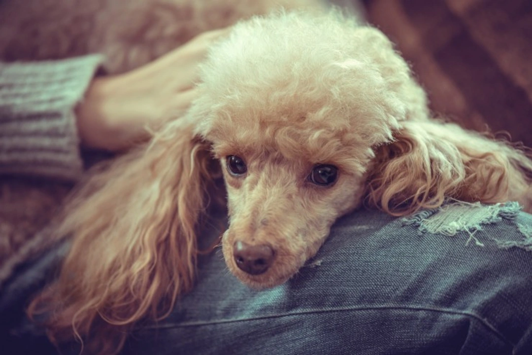 8 Mistakes Dog Owners Make That Can Upset Their Dogs