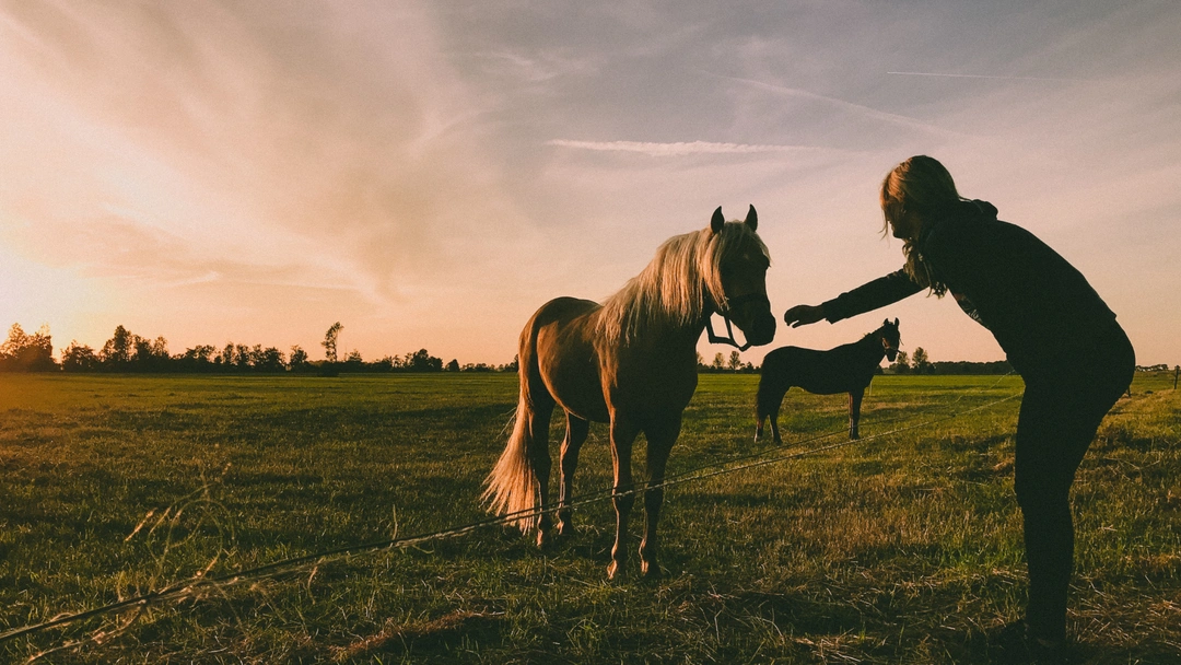 Köpa häst – vad gäller juridiskt?
