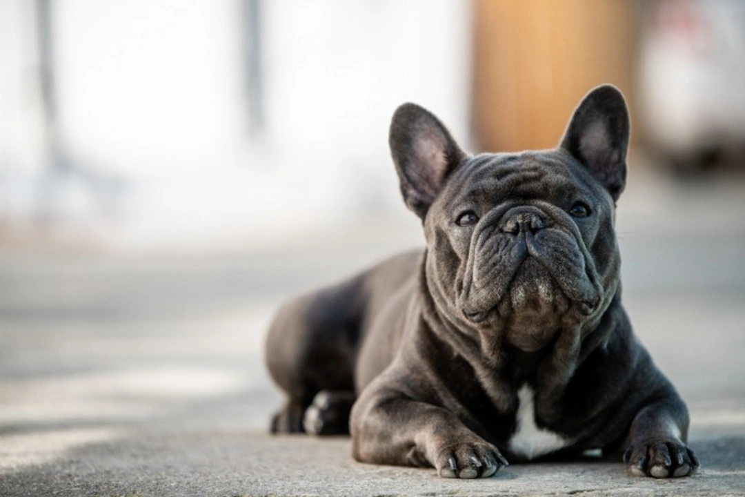 Why Some Dog Breeds Face More Health Issues Beyond Hereditary Ones