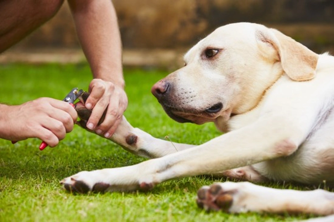 Why Dogs Hate Nail Trimming: 4 Reasons & How to Help