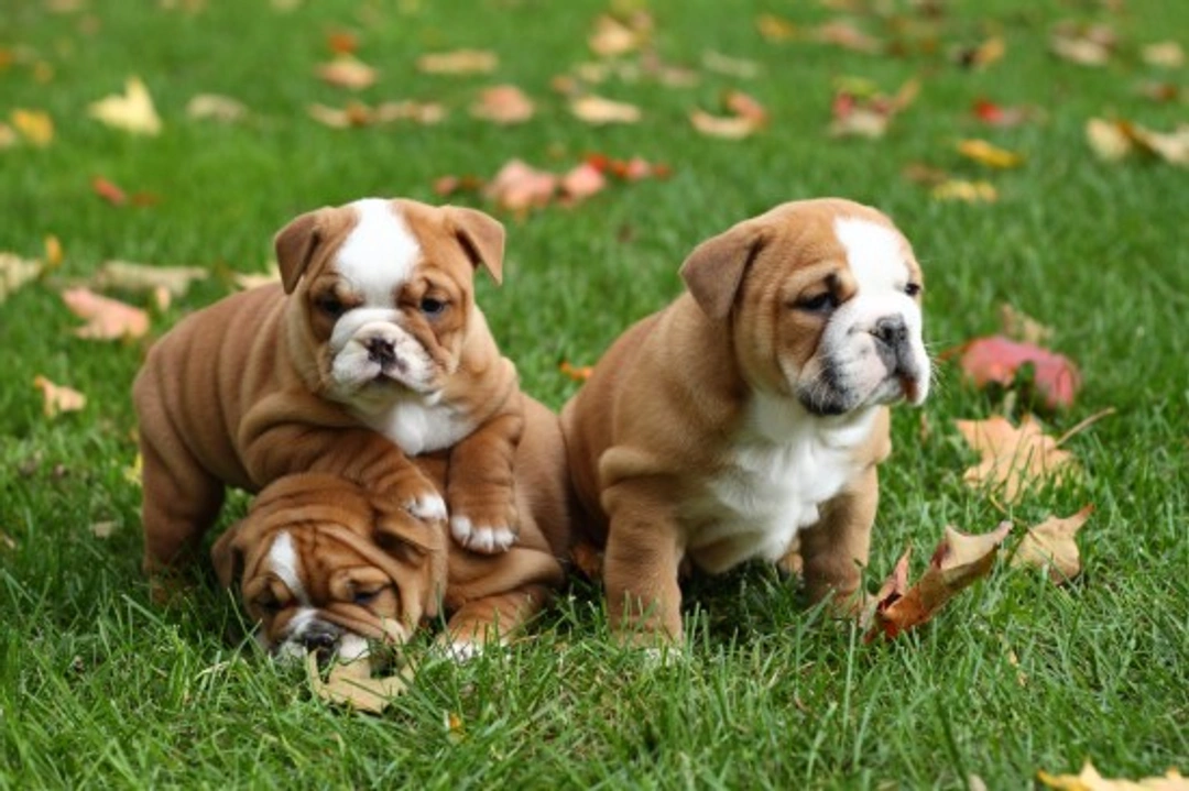 How to Evaluate a Puppy's Temperament in a Litter