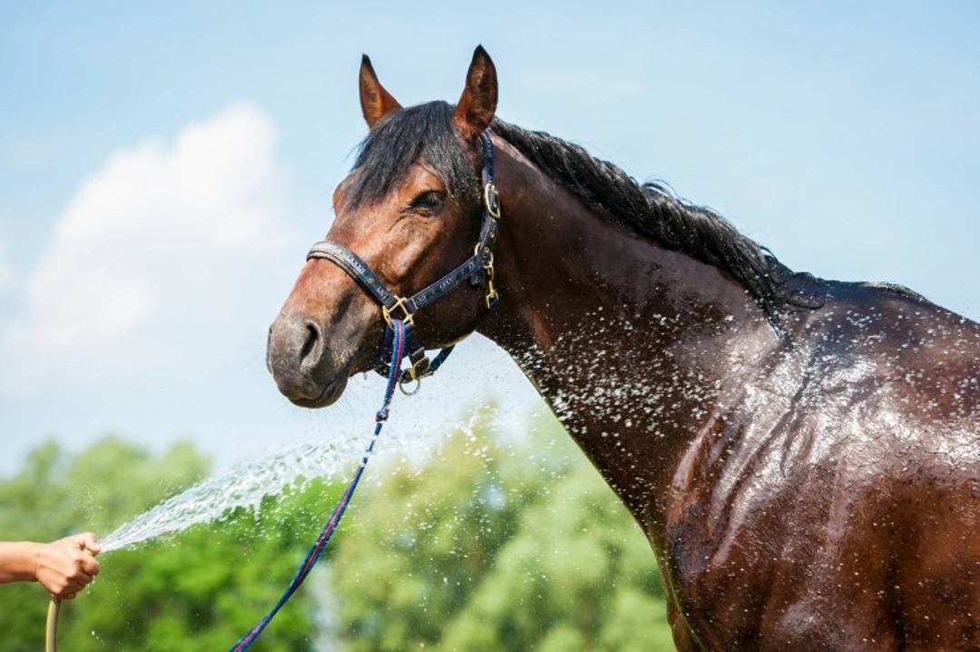 Hot Weather Tips for Horse Owners: Keep Your Horse Cool & Safe